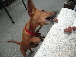 שולי מסתפקת באוכל של כלבים