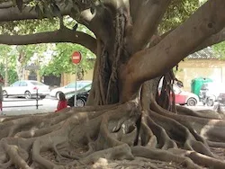 בדרך יש עץ עם שורשים מטורפים